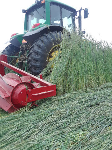 Rolling rye